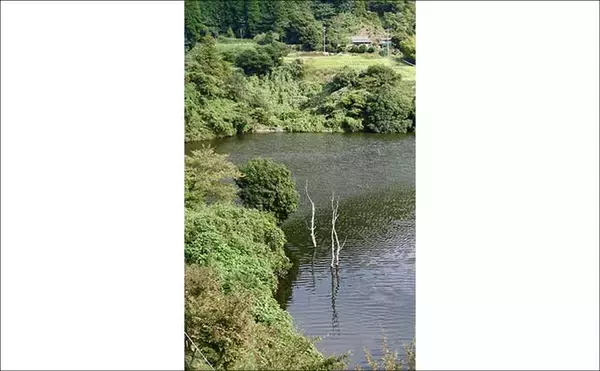 「今週のヘラブナ推薦釣り場2025【千葉県・戸面原ダム】」の画像