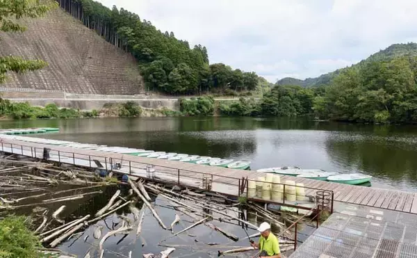 「今週のヘラブナ推薦釣り場2025【千葉県・戸面原ダム】」の画像