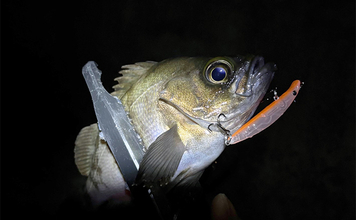 「メバリングのシーズンが開幕！」秋から初冬のメバルの動き方と釣り方を解説