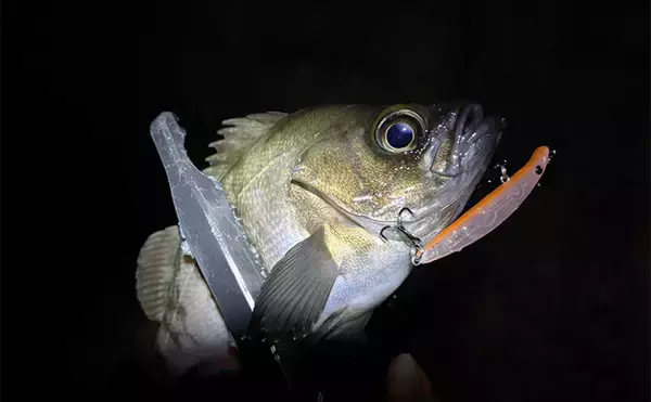 「メバリングのシーズンが開幕！」秋から初冬のメバルの動き方と釣り方を解説