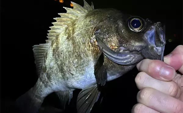 「「メバリングのシーズンが開幕！」秋から初冬のメバルの動き方と釣り方を解説」の画像