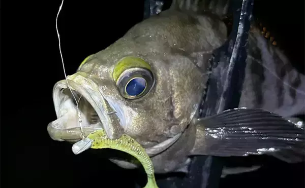 「「メバリングのシーズンが開幕！」秋から初冬のメバルの動き方と釣り方を解説」の画像