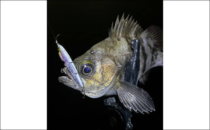 「メバリングのシーズンが開幕！」秋から初冬のメバルの動き方と釣り方を解説