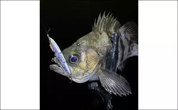 「「メバリングのシーズンが開幕！」秋から初冬のメバルの動き方と釣り方を解説」の画像