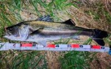 真冬の養老川で83cm「ランカー」シーバス浮上！　バイブレーションにヒット