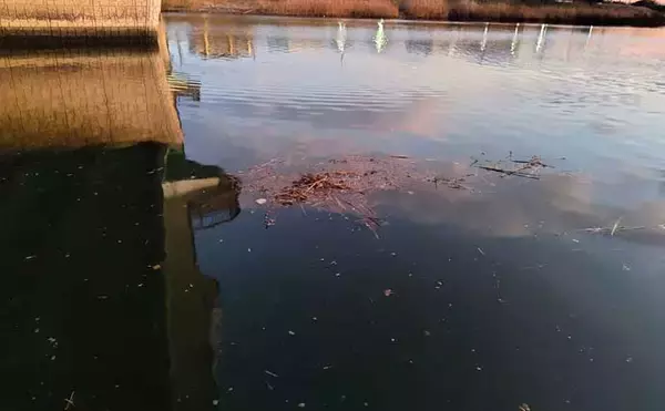 「真冬の養老川で83cm「ランカー」シーバス浮上！　バイブレーションにヒット」の画像