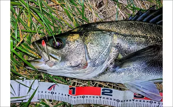 「真冬の養老川で83cm「ランカー」シーバス浮上！　バイブレーションにヒット」の画像