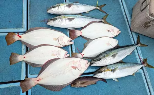 「【沖釣り釣果速報】ヒラメ連発に青物交じり！玄界灘の落とし込み釣りが好調継続中（福岡）」の画像