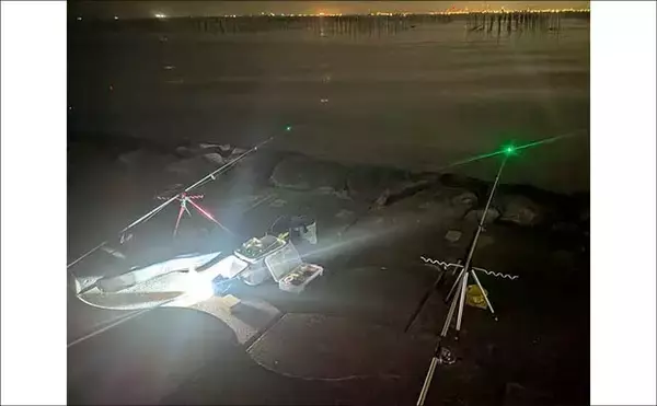 「「極寒でも本命確保！」大野海岸の夜釣りでマアナゴ7匹を手中【愛知】」の画像