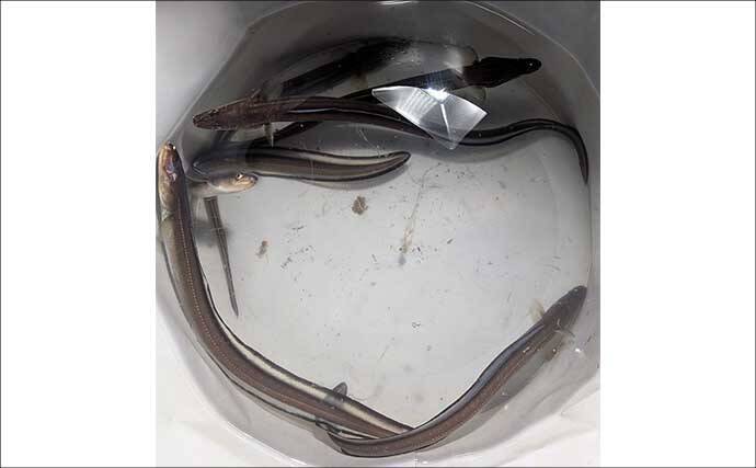 「極寒でも本命確保！」大野海岸の夜釣りでマアナゴ7匹を手中【愛知】