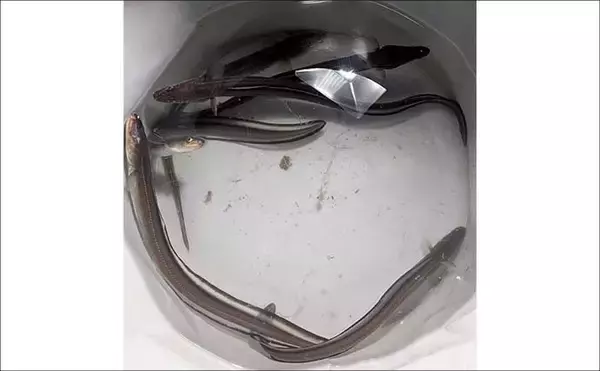 「「極寒でも本命確保！」大野海岸の夜釣りでマアナゴ7匹を手中【愛知】」の画像