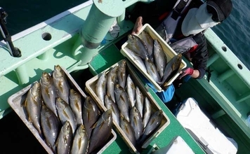 「脂ノリ抜群！」大山沖イサキ釣りで良型主体に数釣りチャンス【船釣り釣果速報・愛知】