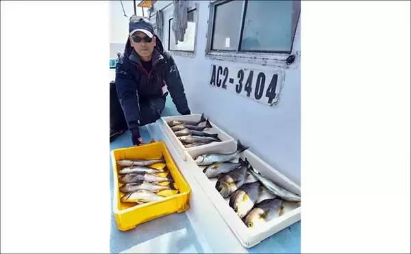 「「脂ノリ抜群！」大山沖イサキ釣りで良型主体に数釣りチャンス【船釣り釣果速報・愛知】」の画像