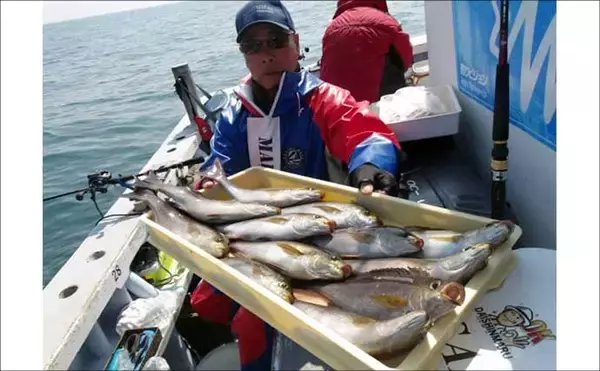 「「脂ノリ抜群！」大山沖イサキ釣りで良型主体に数釣りチャンス【船釣り釣果速報・愛知】」の画像