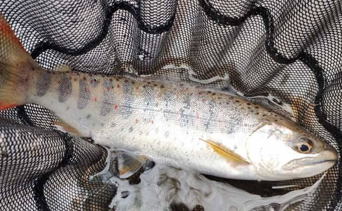 渓流エサ釣りの釣果アップの秘訣 【準備・入渓・釣り方を効率化しよう】