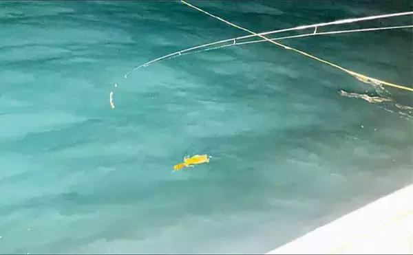 「新潟エリアでアオリイカが絶好調！ティップランで2桁釣果【新潟・光海丸】」の画像