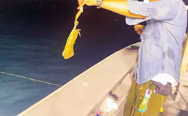 「新潟エリアでアオリイカが絶好調！ティップランで2桁釣果【新潟・光海丸】」の画像