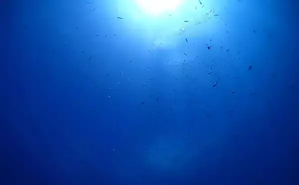 深海の生態系の９割はいまだに謎　深海魚たちの独特過ぎる生存戦略とは？