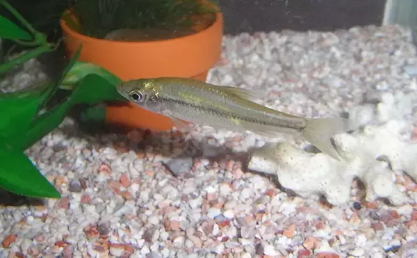 「「冬に巣ごもりする淡水魚を一網打尽」 伝統漁法『柴揚げ（しばあげ）漁』とは？」の画像