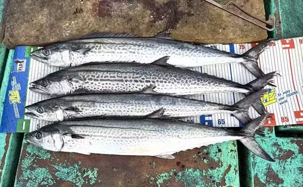 「【沖釣り釣果速報】キャスティングゲームで良型サワラをゲット！（三重）」の画像