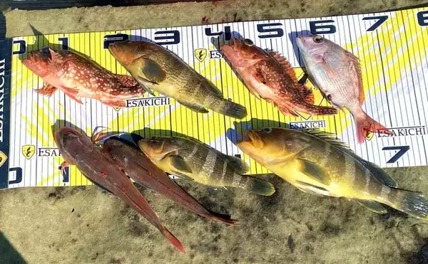 「【沖釣り釣果速報】キャスティングゲームで良型サワラをゲット！（三重）」の画像