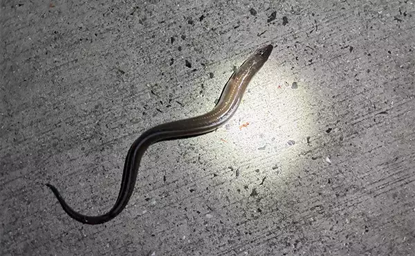 「「簡単入門＆美味しい！」堤防アナゴ釣りで真アナゴ4尾手中【熊本・上天草】」の画像