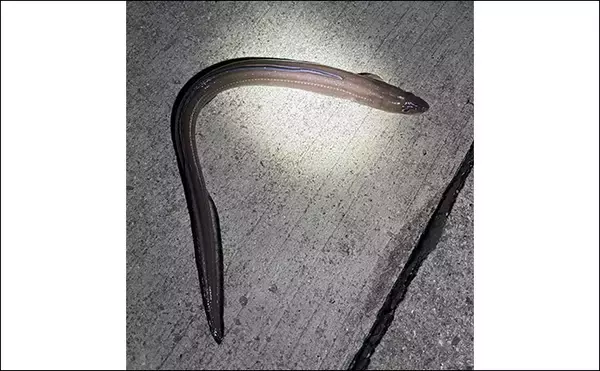 「「簡単入門＆美味しい！」堤防アナゴ釣りで真アナゴ4尾手中【熊本・上天草】」の画像