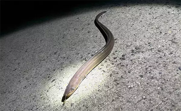 「「簡単入門＆美味しい！」堤防アナゴ釣りで真アナゴ4尾手中【熊本・上天草】」の画像