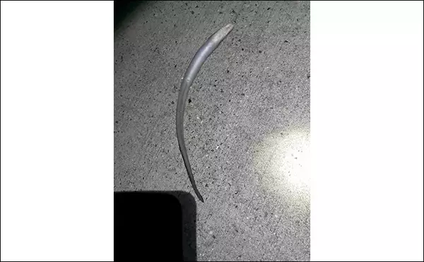 「「簡単入門＆美味しい！」堤防アナゴ釣りで真アナゴ4尾手中【熊本・上天草】」の画像