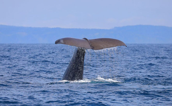 「クジラも身を守るために墨を吐く！」 墨の正体は暗赤褐色の糞便だった？