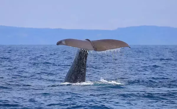 「クジラも身を守るために墨を吐く！」 墨の正体は暗赤褐色の糞便だった？