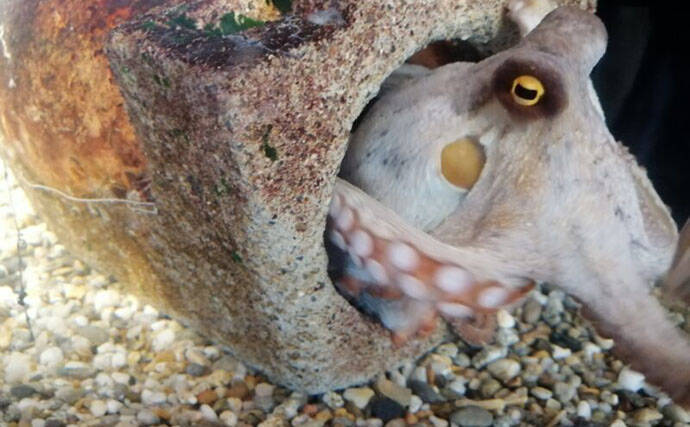 「クジラも身を守るために墨を吐く！」 墨の正体は暗赤褐色の糞便だった？