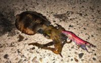 堤防エギングでアオリイカ3杯キャッチ成功【山陰】手前のブレイクで連続ヒット