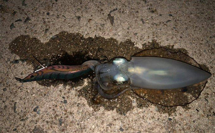 堤防エギングでアオリイカ3杯キャッチ成功【山陰】手前のブレイクで連続ヒット