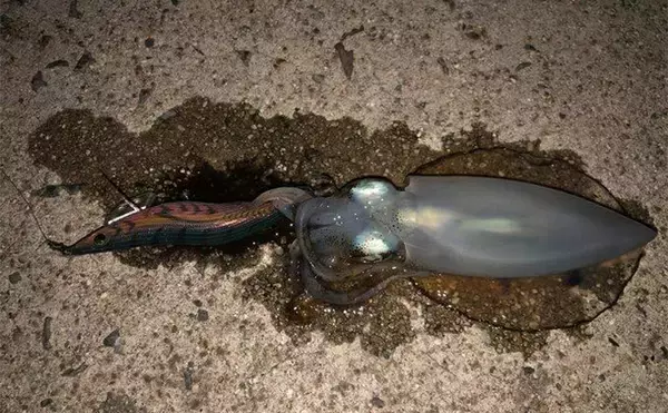 「堤防エギングでアオリイカ3杯キャッチ成功【山陰】手前のブレイクで連続ヒット」の画像