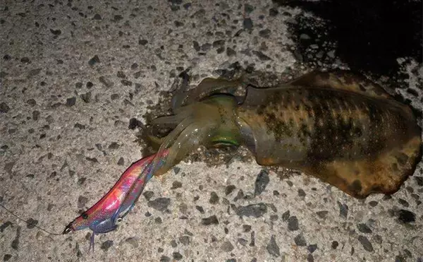 「堤防エギングでアオリイカ3杯キャッチ成功【山陰】手前のブレイクで連続ヒット」の画像