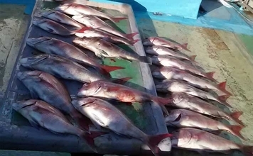 【沖釣り釣果速報】大型マダイ頭に良型ずらり！大分沖のタイラバ絶好調（大分・熊本）