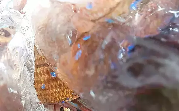 「関東エリアの【船釣り特選釣果】ヤリイカ本格化　多点掛け連発で船中トップ48匹」の画像