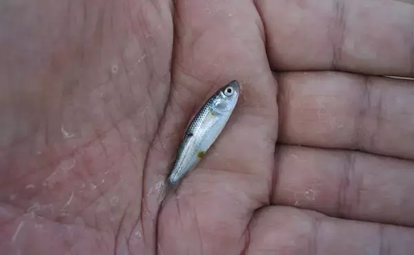 「「早春のベイトは小型！」サーフの【マイクロベイトパターン】シーバスゲーム攻略術」の画像