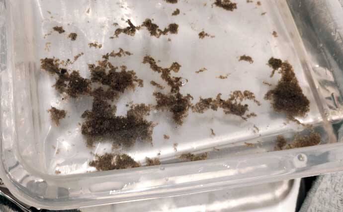 アフター潮干狩り完全マニュアル 【生きた貝の見分け方・持ち帰り方・砂抜き法を解説】
