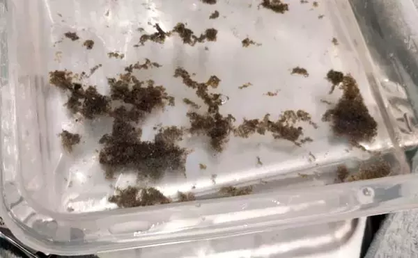 「アフター潮干狩り完全マニュアル 【生きた貝の見分け方・持ち帰り方・砂抜き法を解説】」の画像