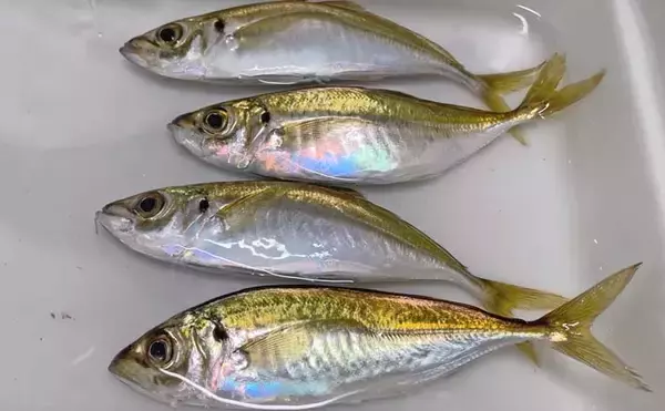 温排水ポイントでのサビキ釣りでアジ好捕【愛知】トリックサビキが奏功