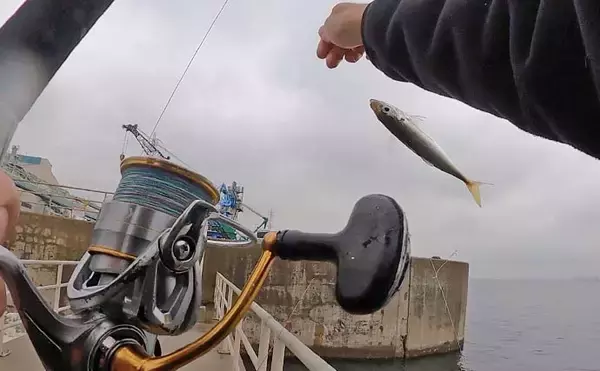 「温排水ポイントでのサビキ釣りでアジ好捕【愛知】トリックサビキが奏功」の画像