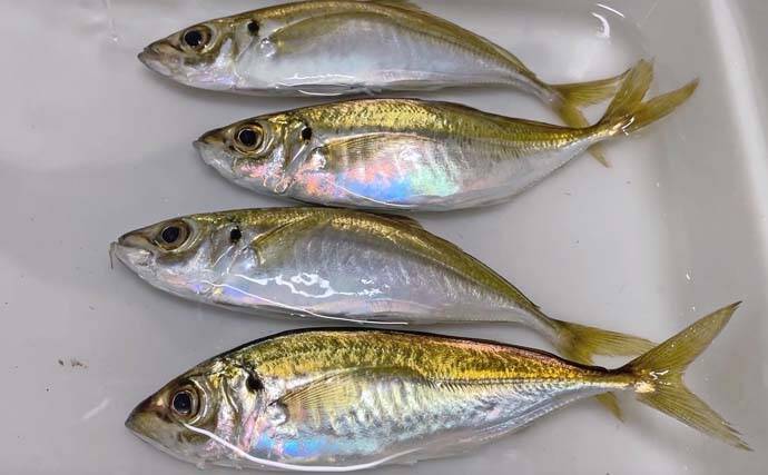 温排水ポイントでのサビキ釣りでアジ好捕【愛知】トリックサビキが奏功