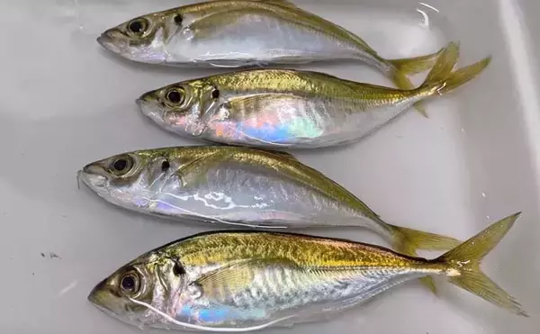 「温排水ポイントでのサビキ釣りでアジ好捕【愛知】トリックサビキが奏功」の画像