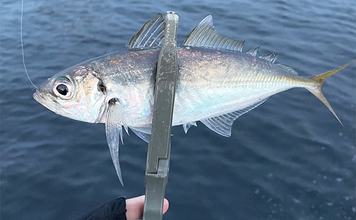 陸っぱりルアー釣りの秋冬ハイシーズンは残り2ヶ月　大阪湾なら何を釣っておくべき？