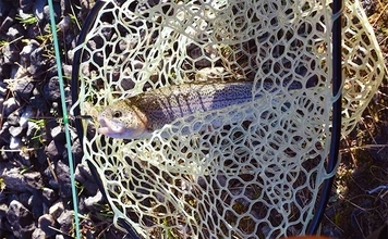 管理釣り場ルアー釣行でニジマス連発【愛知・戸神の池】大自然の中で堪能