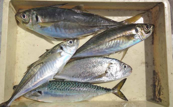 東京湾「手こぎボート釣り」で45cmアジ手中【神奈川・斉田ボート】別艇ではマダイも登場
