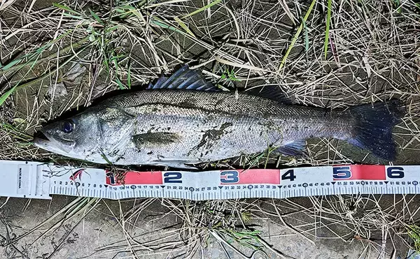 隣の人は釣れているのに自分だけが釣れない不思議　腕だけじゃない3つの理由とは？