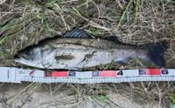 隣の人は釣れているのに自分だけが釣れない不思議　腕だけじゃない3つの理由とは？